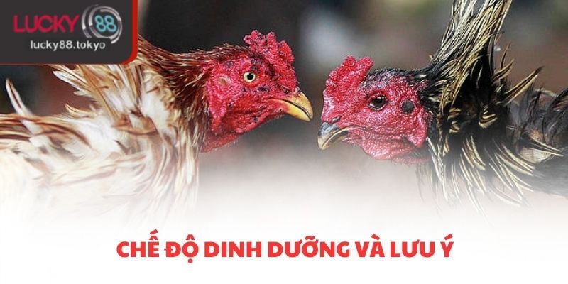 Chế độ dinh dưỡng và lưu ý