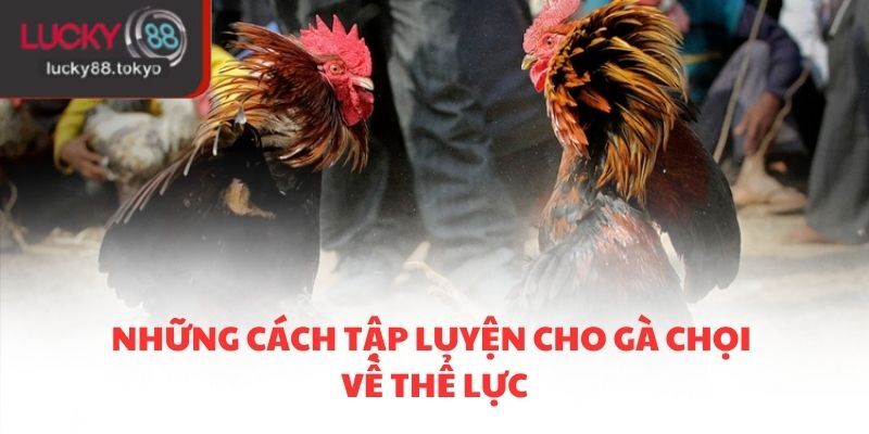 Những cách tập luyện cho gà chọi về thể lực