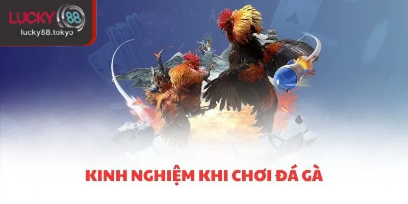 Kinh nghiệm khi chơi đá gà