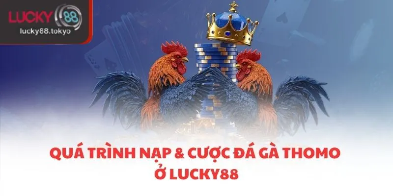 Quá trình nạp và cược đá gà Thomo ở LUCKY88Quá trình nạp và cược đá gà Thomo ở LUCKY88